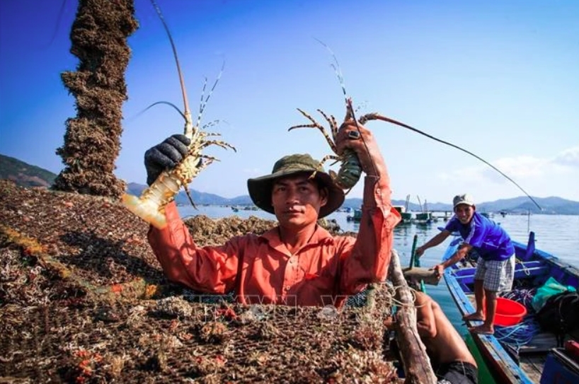 Vietnam’s lobsters claw back prominence in China